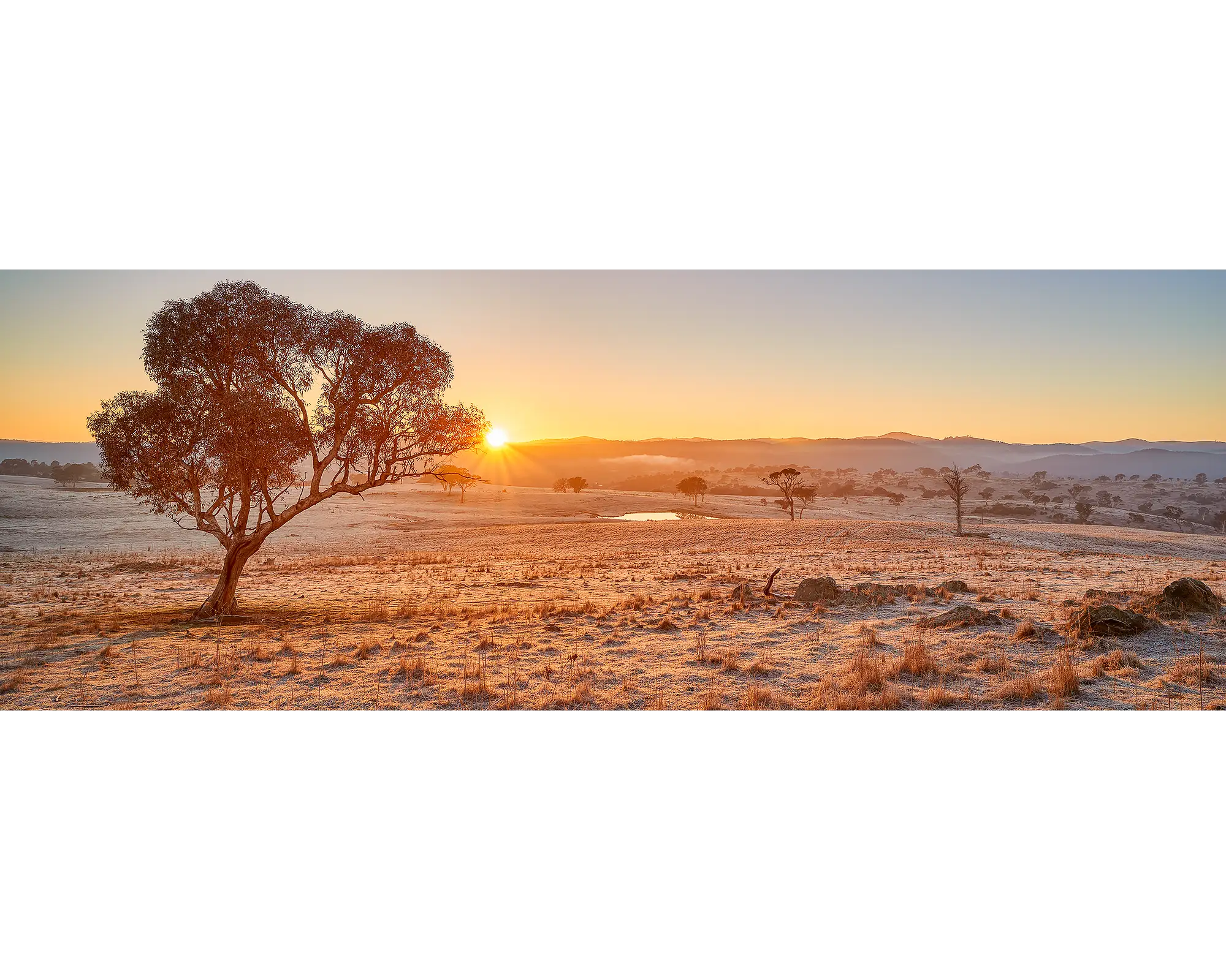 Gum Tree at sunrise, Googong, New South Wales