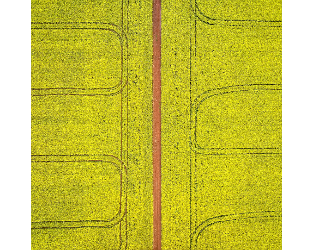 Tractor marks in canola fields viewed from above, Junee, NSW. 