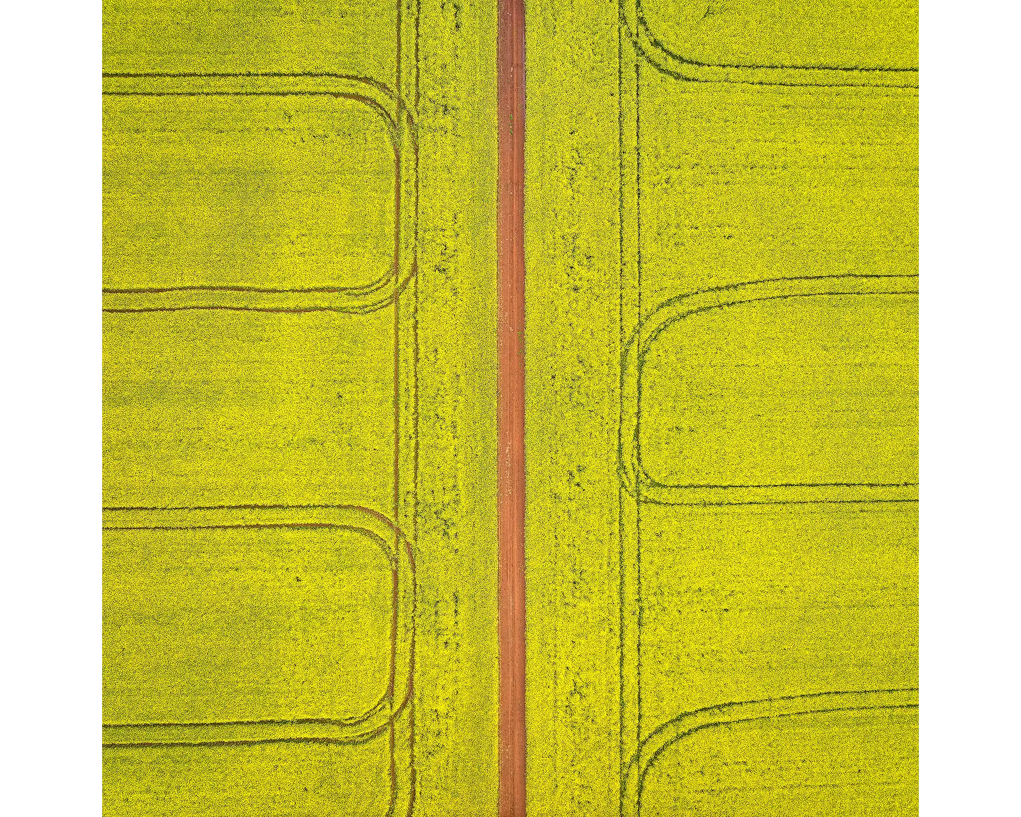 Tractor marks in canola fields viewed from above, Junee, NSW. 