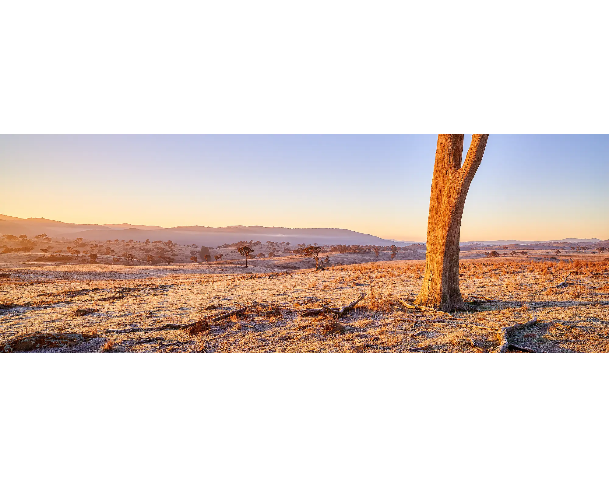 Transition. Dead tree on a farm at sunrise in Googong, New South Wales.