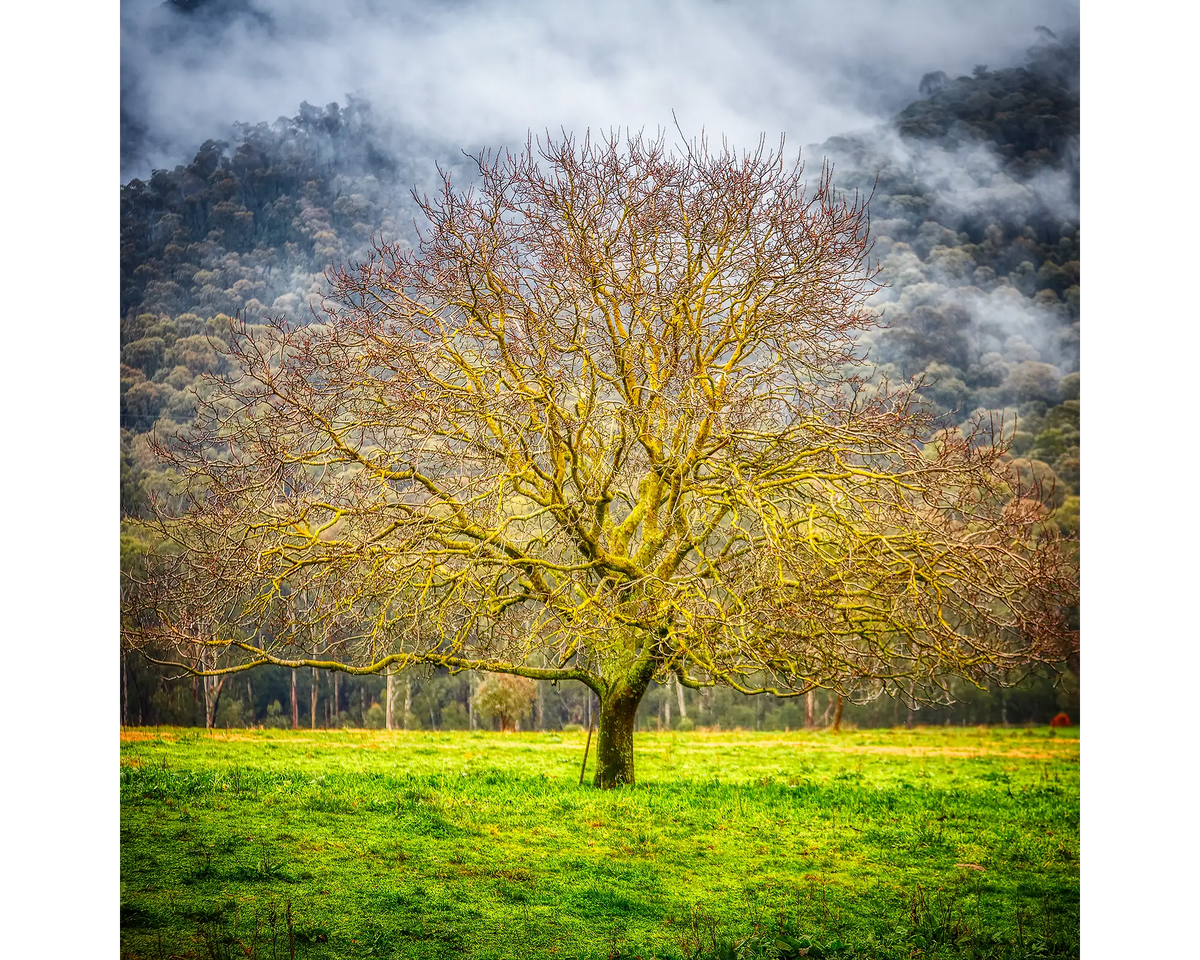 A tree in fog with the foothills of Mount Buffalo in the background, Buckland Valley, Victoria. 