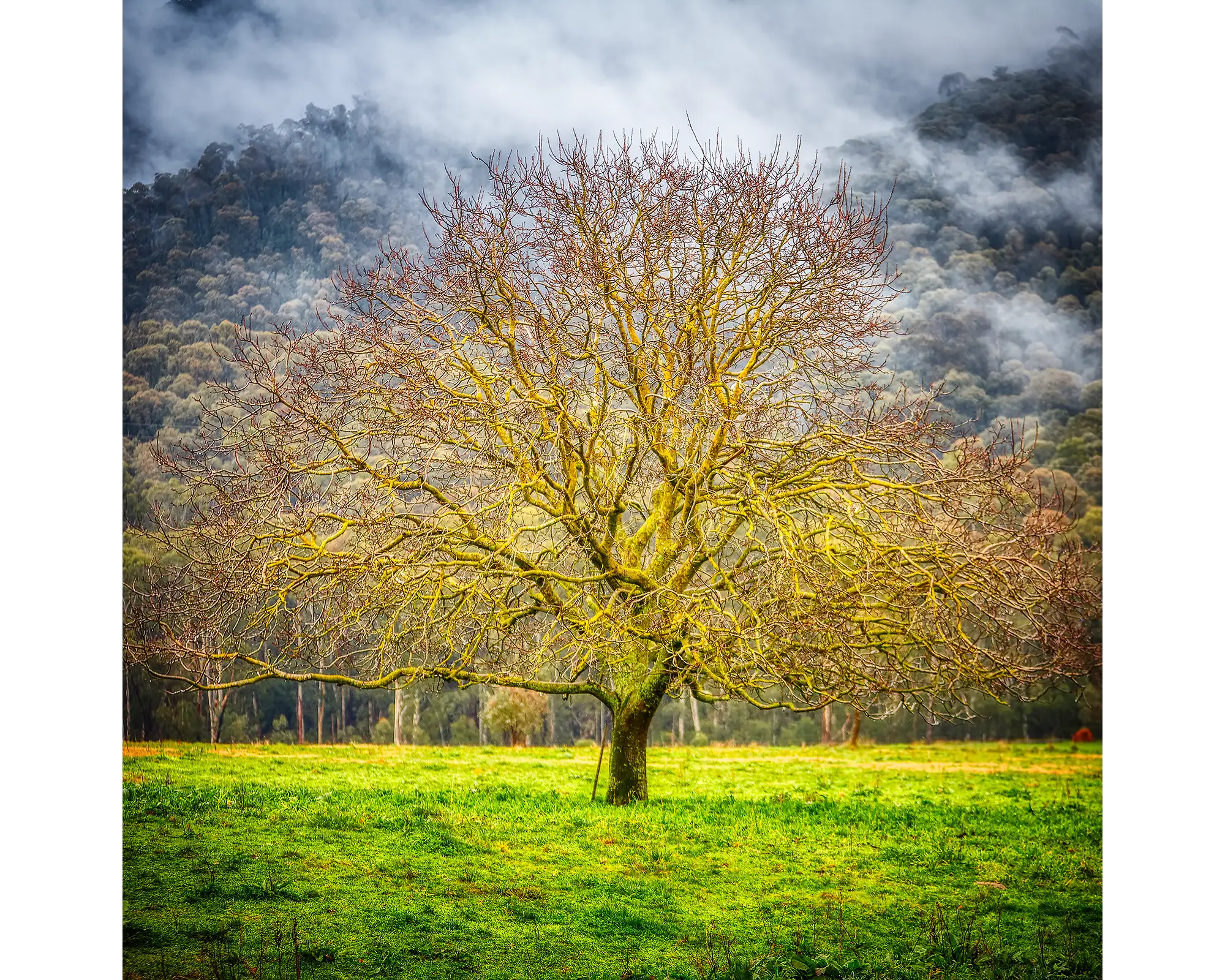 A tree in fog with the foothills of Mount Buffalo in the background, Buckland Valley, Victoria. 