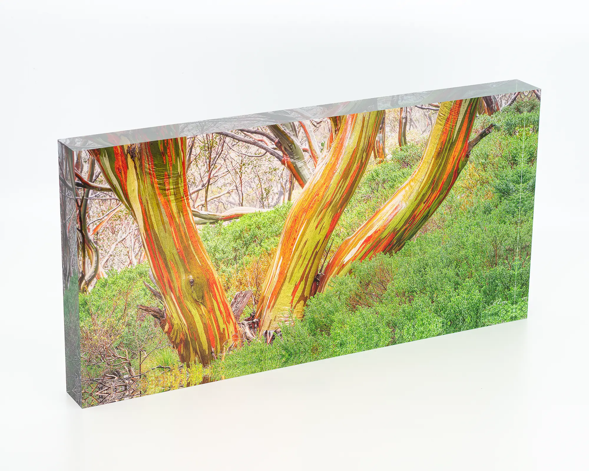 Trio acrylic block - snow gums in Kosciuszko National Park, NSW. 