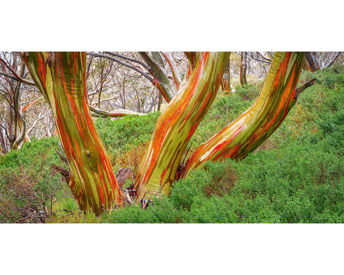 Colourful snow gum trunks surrounded by bush in Kosciuszko National Park, NSW. 