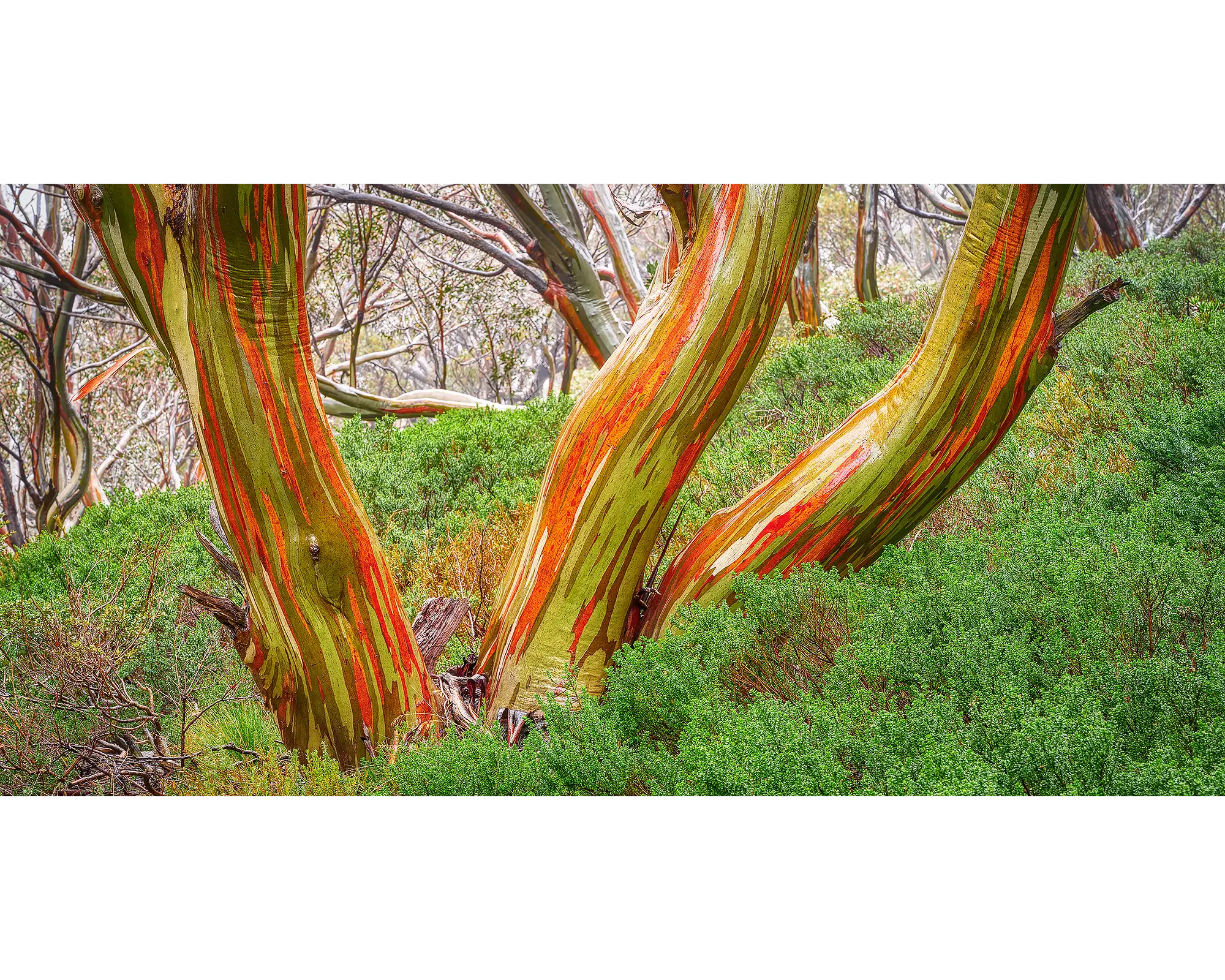 Trio acrylic block - snow gums in Kosciuszko National Park, NSW. 