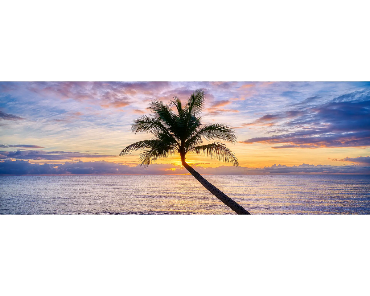 Palm tree against colourful skies at sunrise with still water below, Clifton Beach, Queensland. 