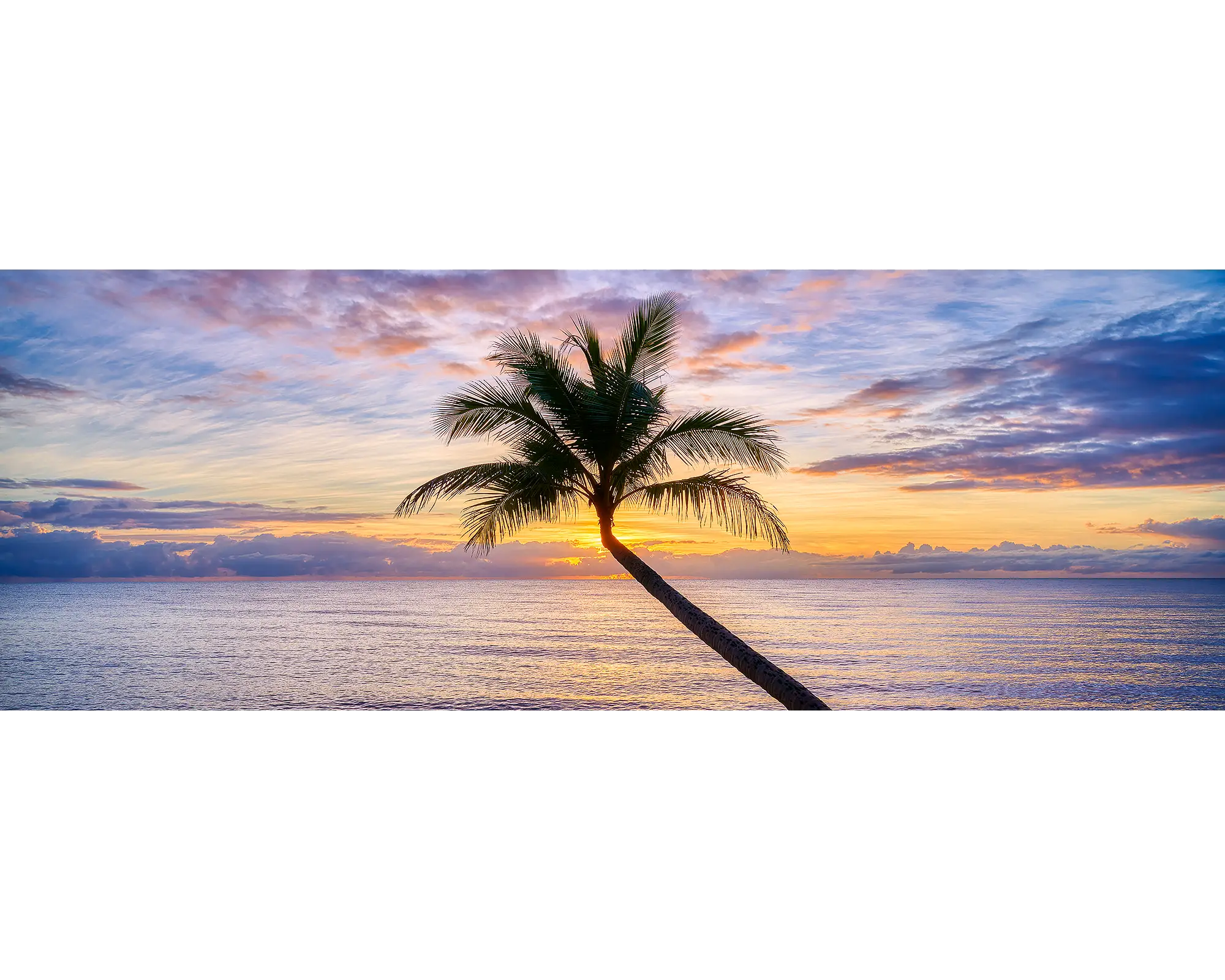 Palm tree against colourful skies at sunrise with still water below, Clifton Beach, Queensland. 