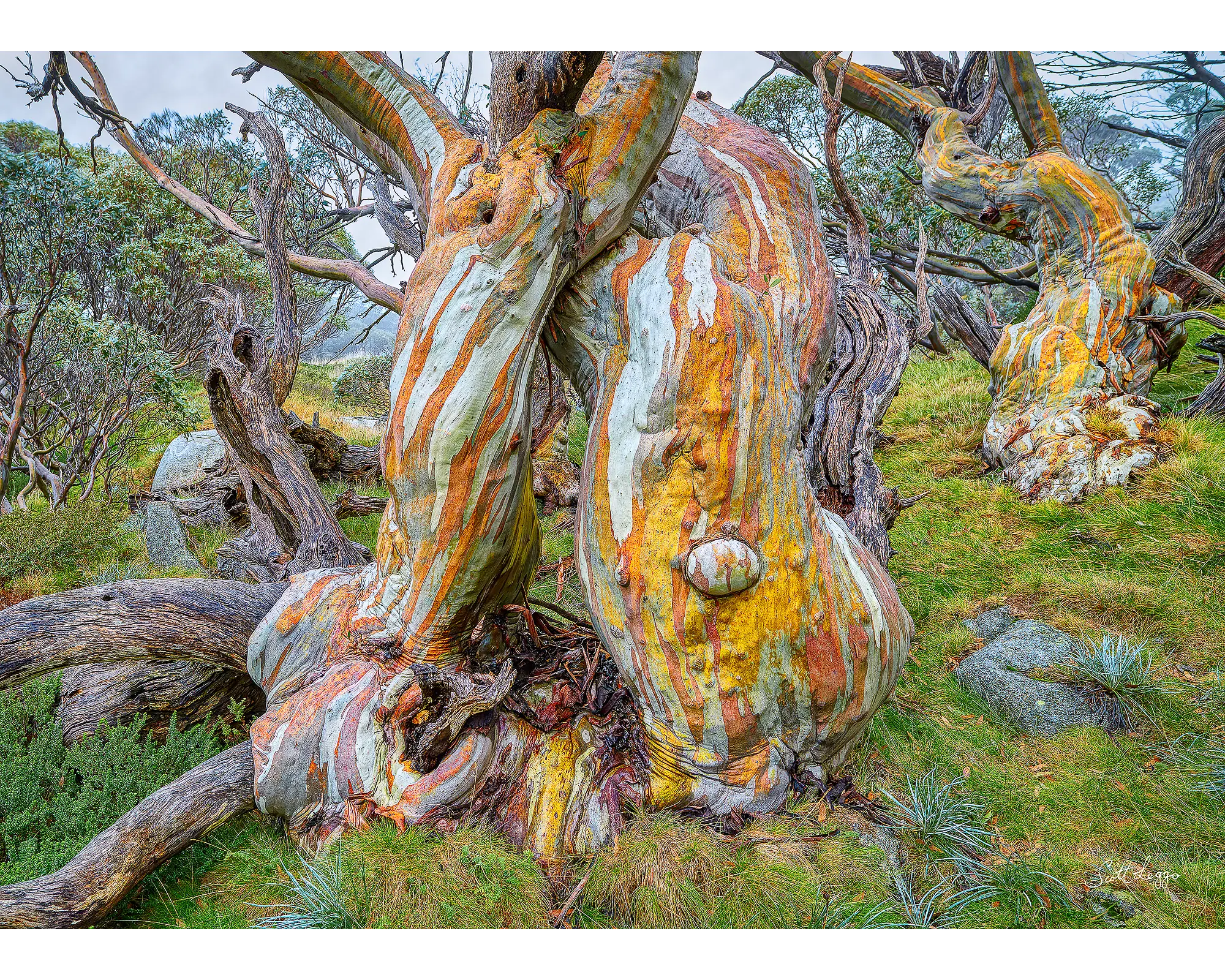 Twisted Beauty - colourful ancient snow gum with wet bark.