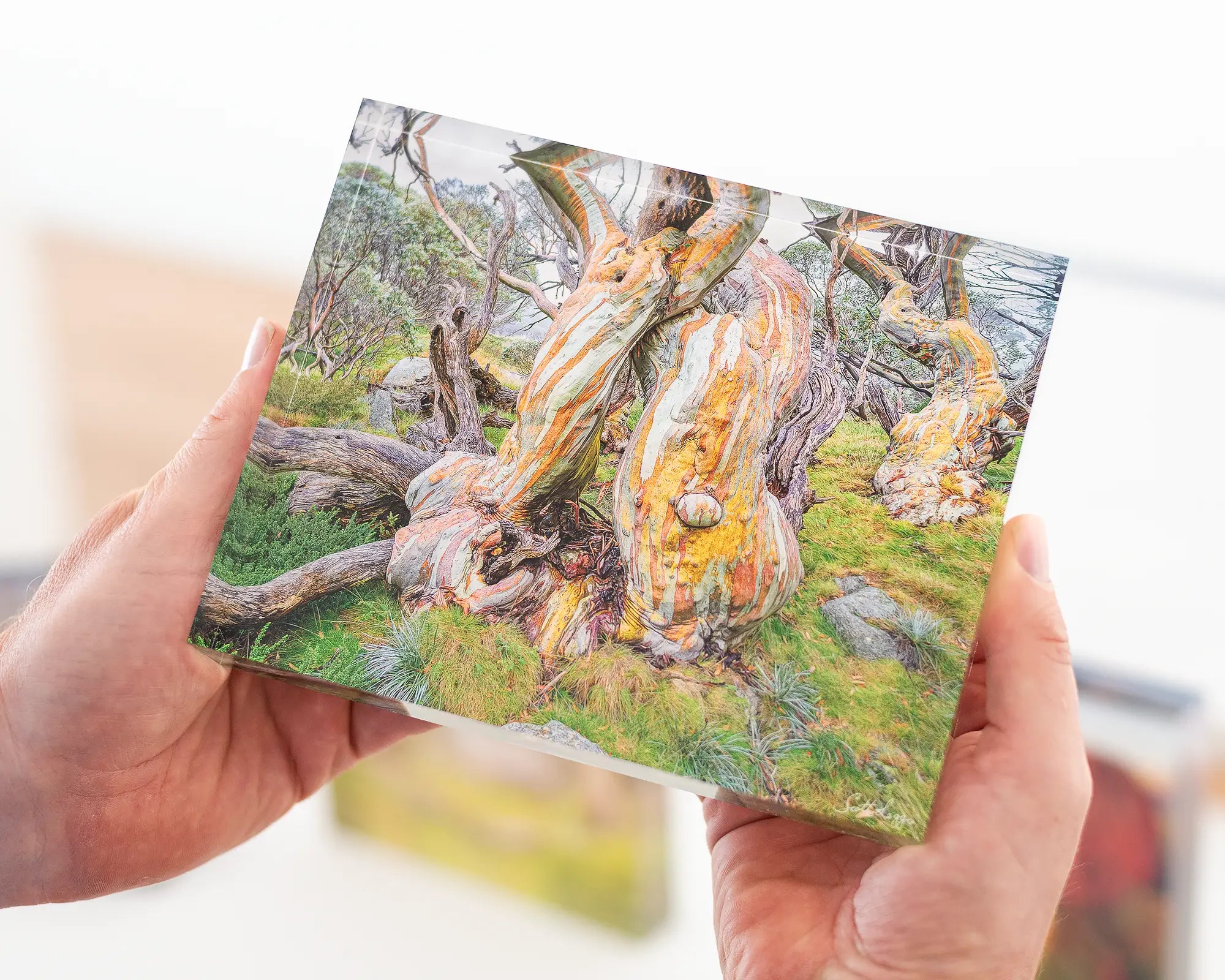 Twisted Beauty acrylic block - Snow gums in Kosciuszko National Park. 