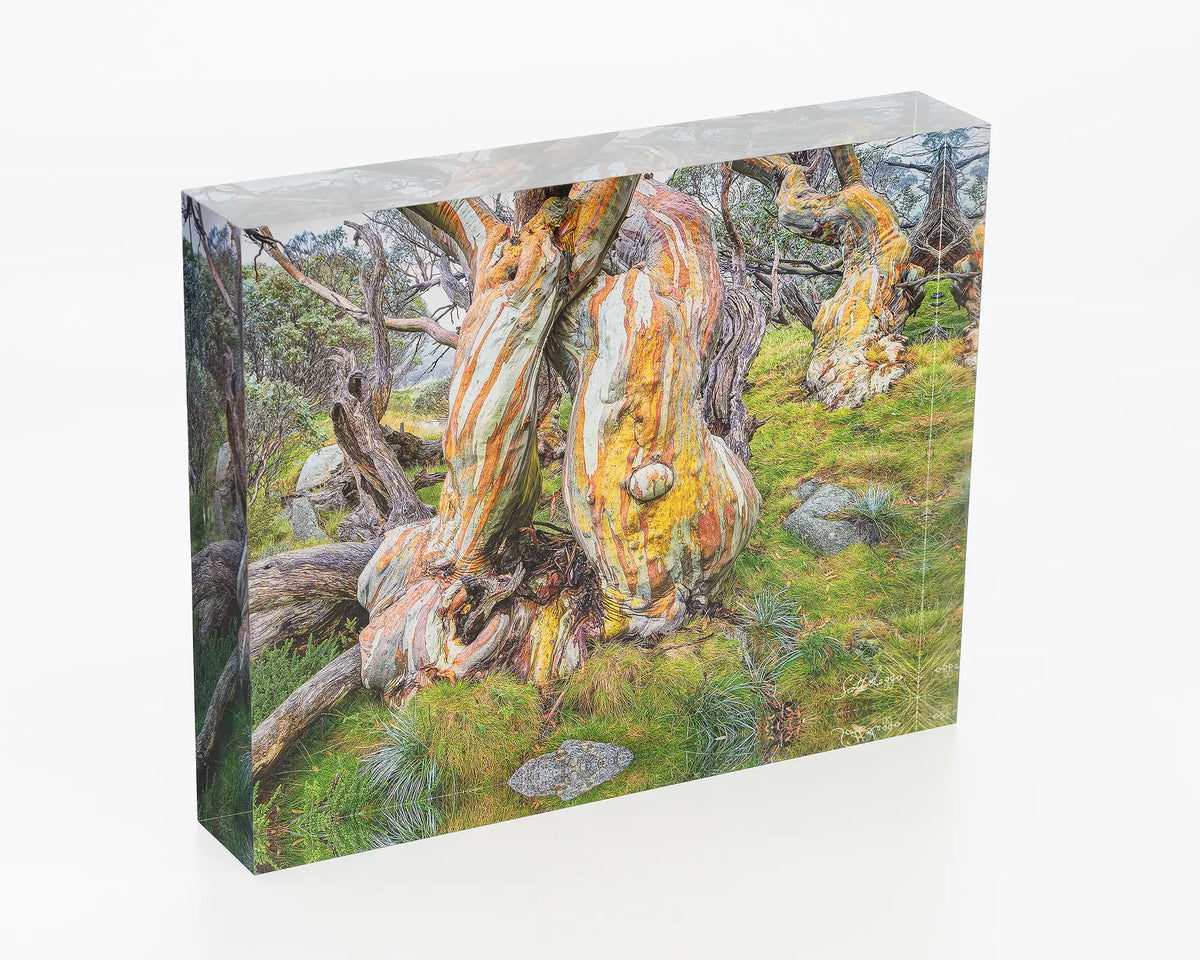 Twisted Beauty acrylic block - Snow gums in Kosciuszko National Park. 