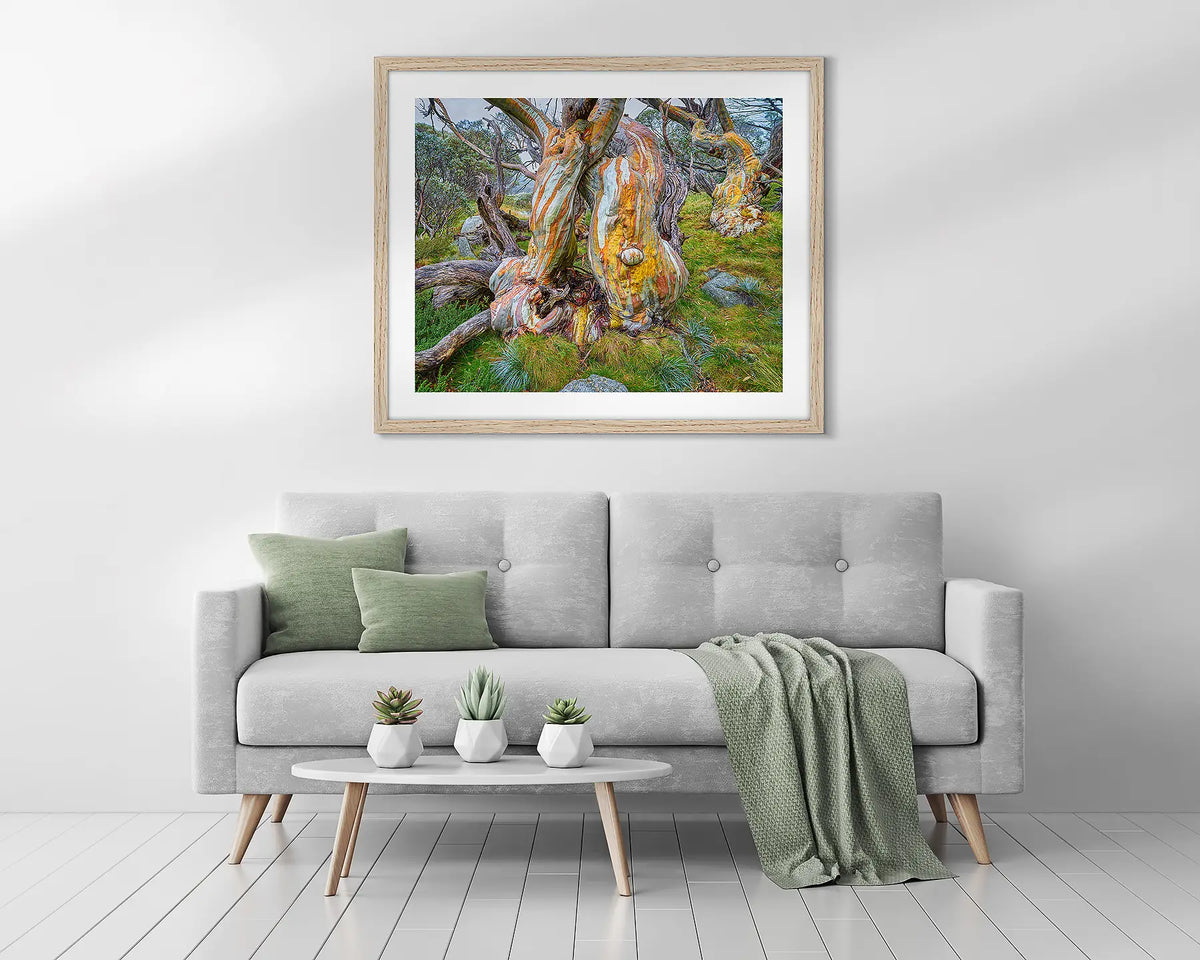 Twisted Beauty. Framed snow gum wall art above a couch. 