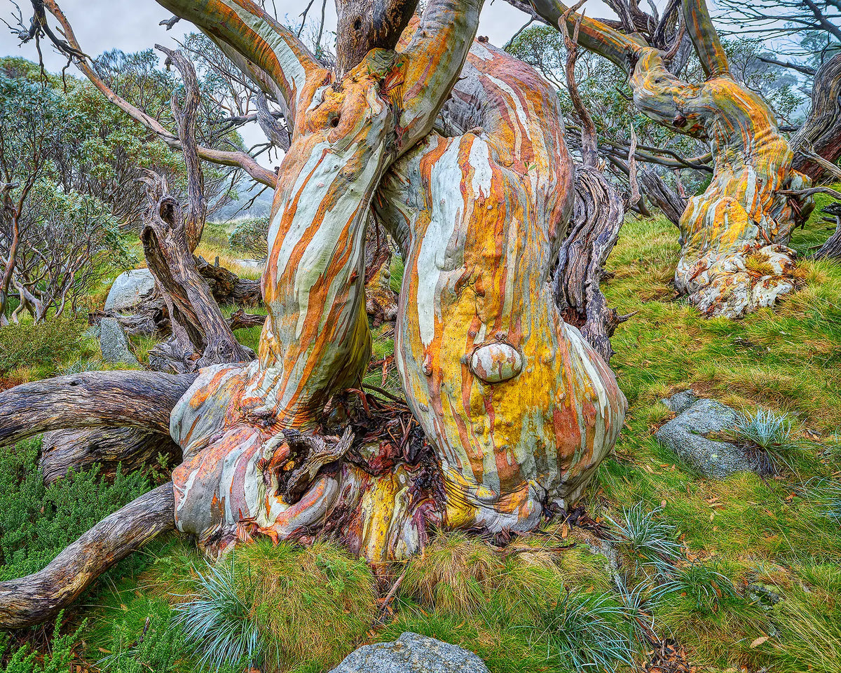 Twisted and gnarled ancient snow gums in Kosciuszko National Park, NSW. 