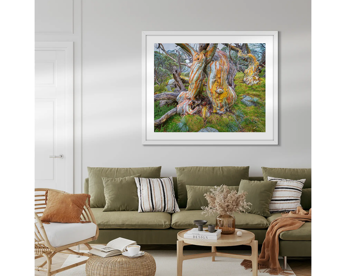 Twisted Beauty. Snow gum wall art in a white frame, hanging above a lounge room couch. 