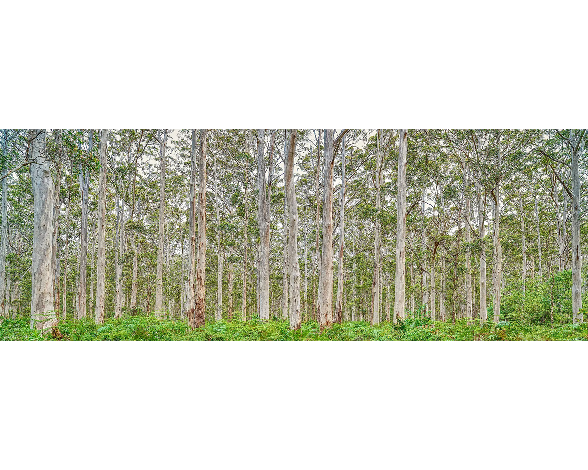 Boranup Karri forest, Leeuwin-Naturaliste National Park, WA. 