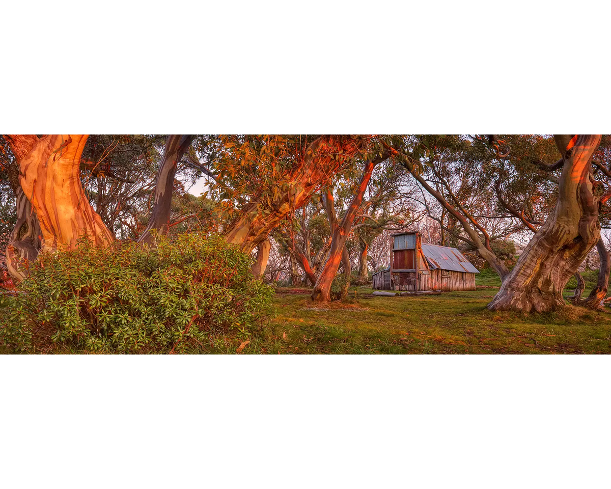 Sunrise light shining on gum trees and Wallace Hut in Alpine National Park, Victoria. 