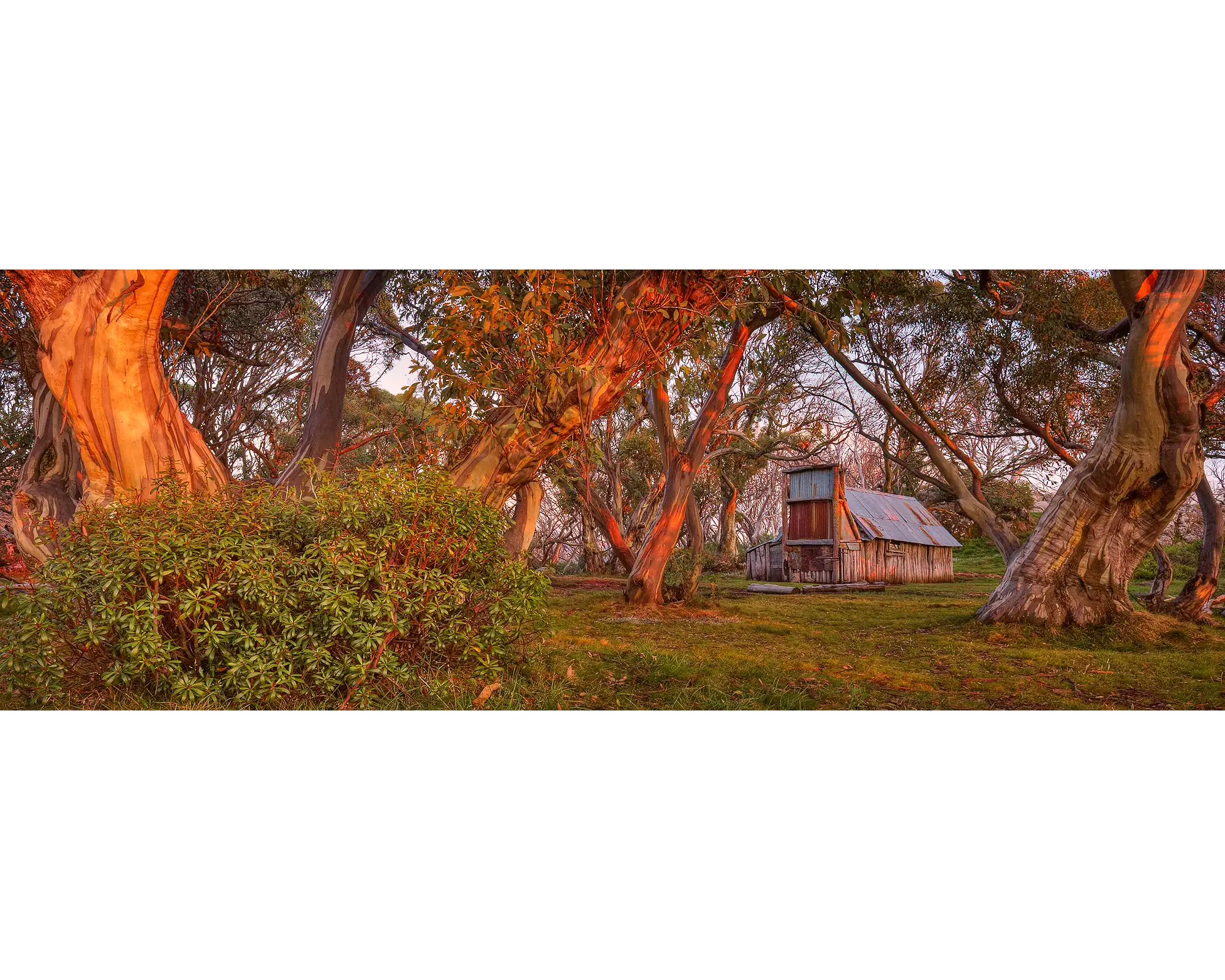 Sunrise light shining on gum trees and Wallace Hut in Alpine National Park, Victoria. 