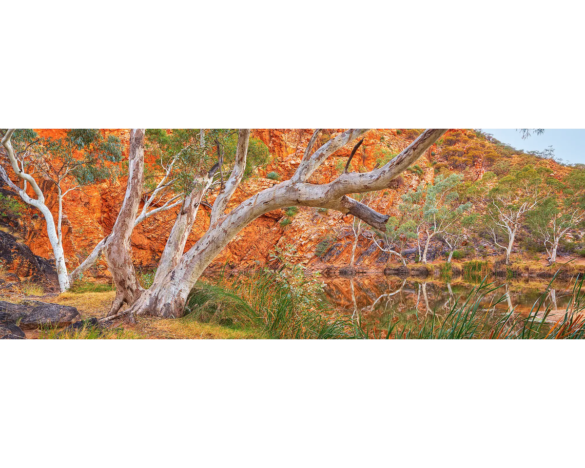 Red earth cliffs and river gums lining Ellery Creek Big Hole, West MacDonnell Ranges, NT. 