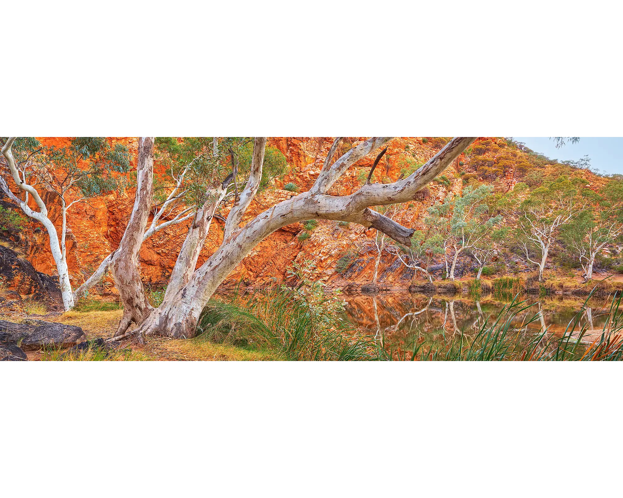 Red earth cliffs and river gums lining Ellery Creek Big Hole, West MacDonnell Ranges, NT. 