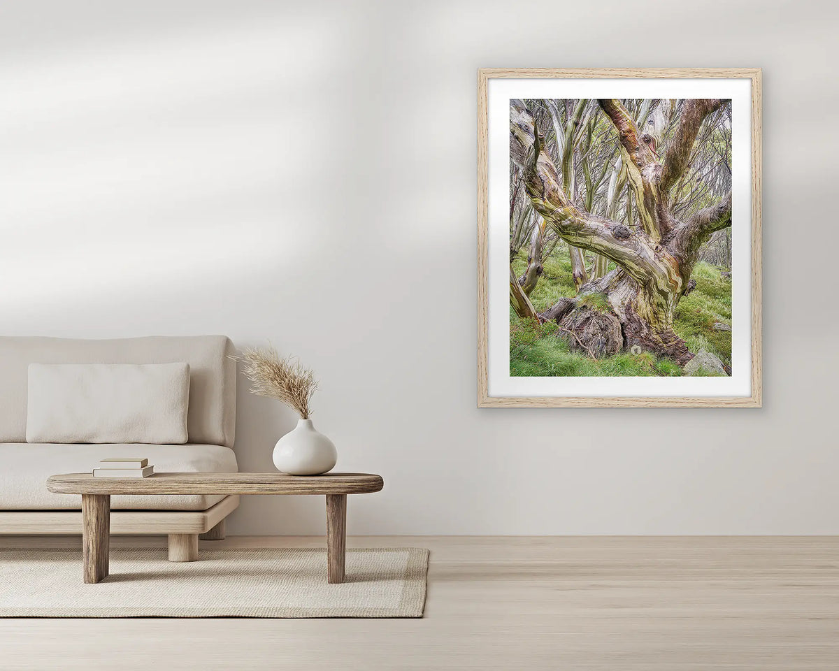 Weathered. Extra large snow gum wall art print, with a Tassie oak frame, in a living room. 