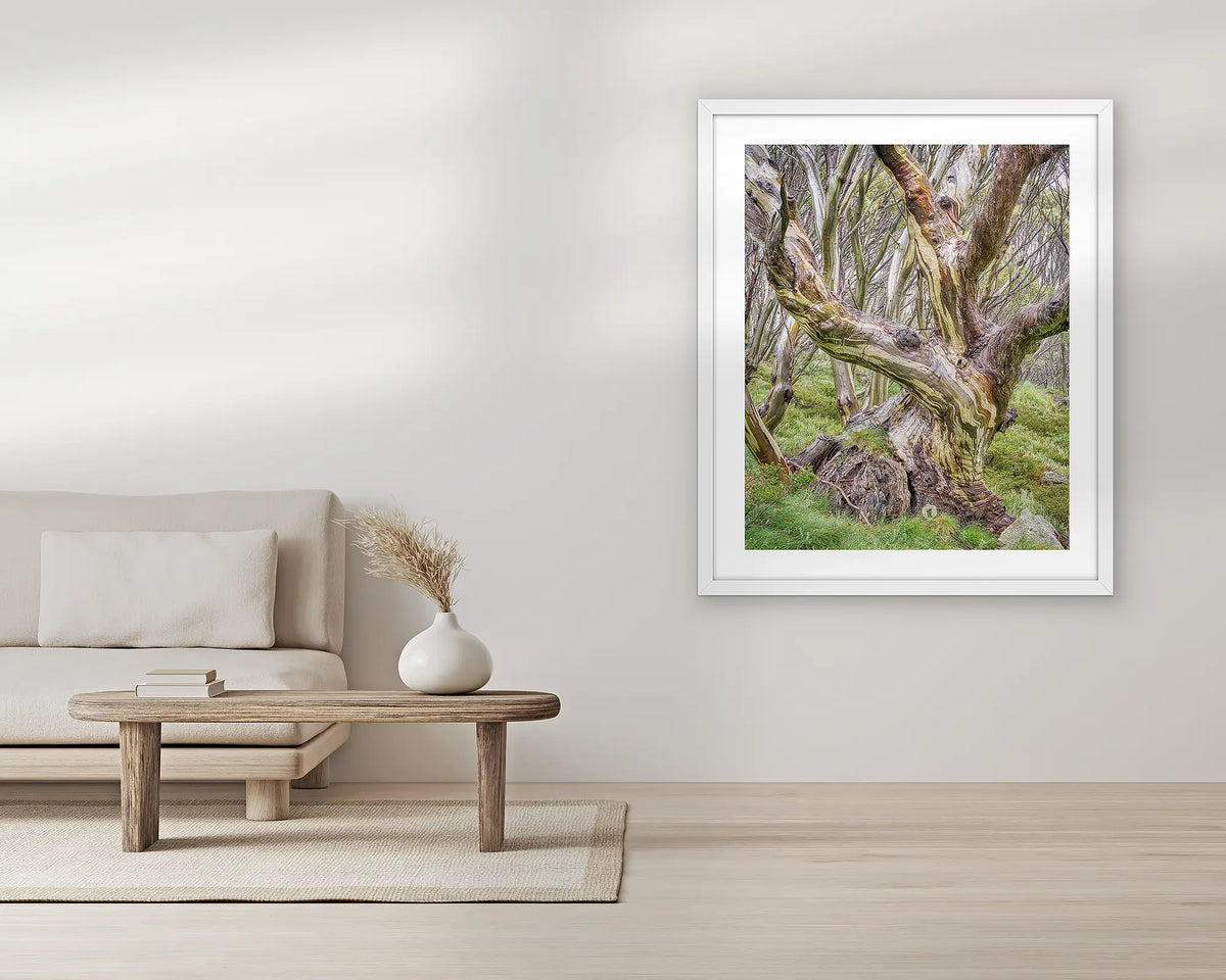 Weathered. Extra large snow gum wall art print, with a white frame, in a living room. 