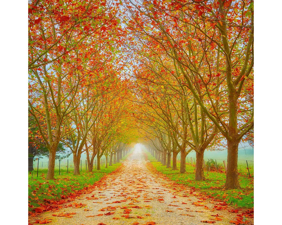 Driveway to a farm lined with red autumn trees, Southern Highlands, NSW. 