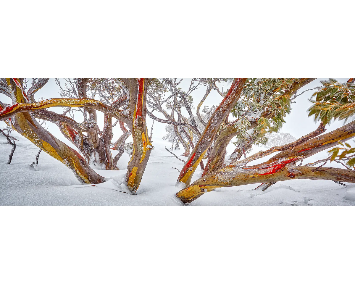 Colourful snow gums in snow and fog on Mount Hotham, Alpine National Park, Victoria. 