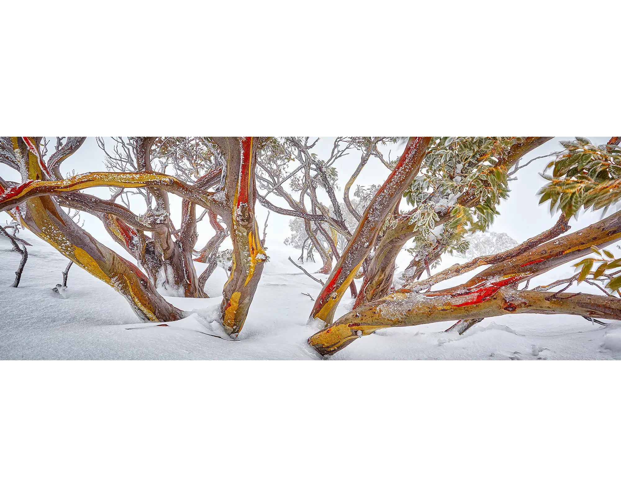 Wild acrylic block snow gum artwork.