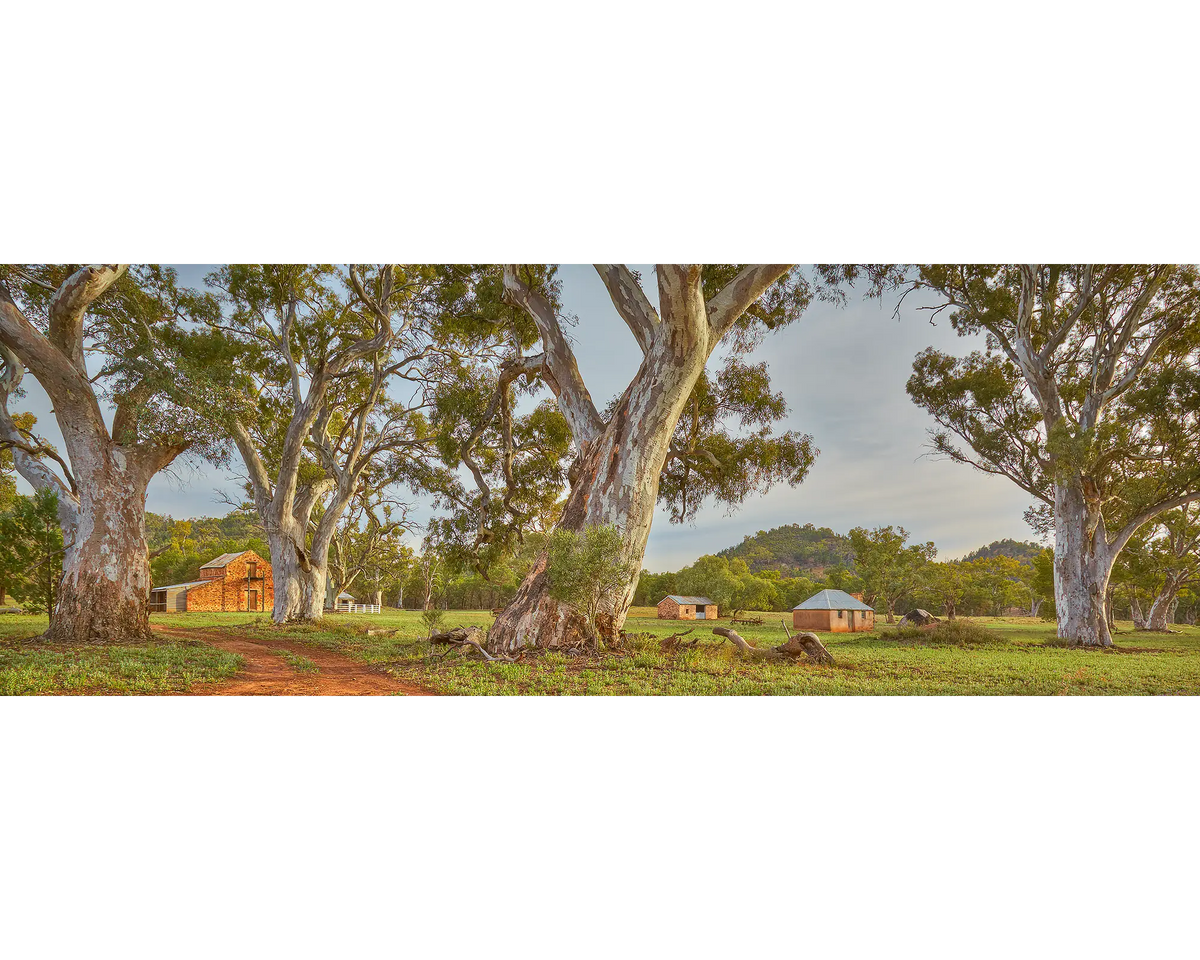 Wilpena Station at sunrise, Flinders Ranges, SA. 