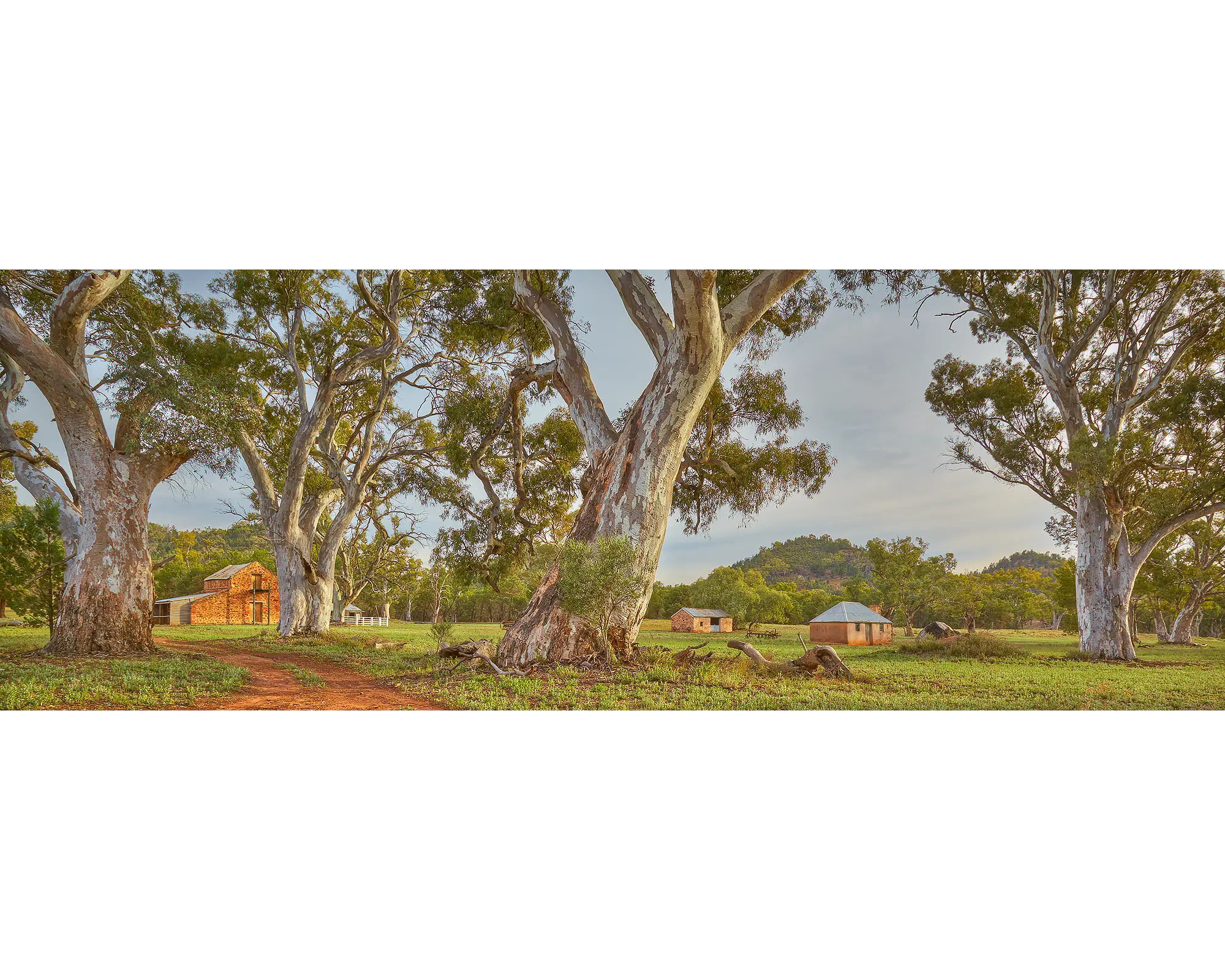 Wilpena Station at sunrise, Flinders Ranges, SA. 