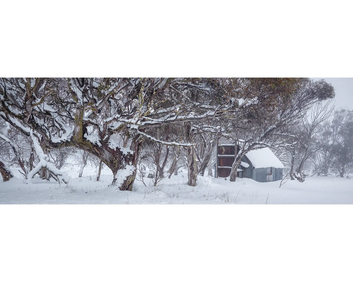 Winter in the High Country. Snow gums around CRB hut in winter.