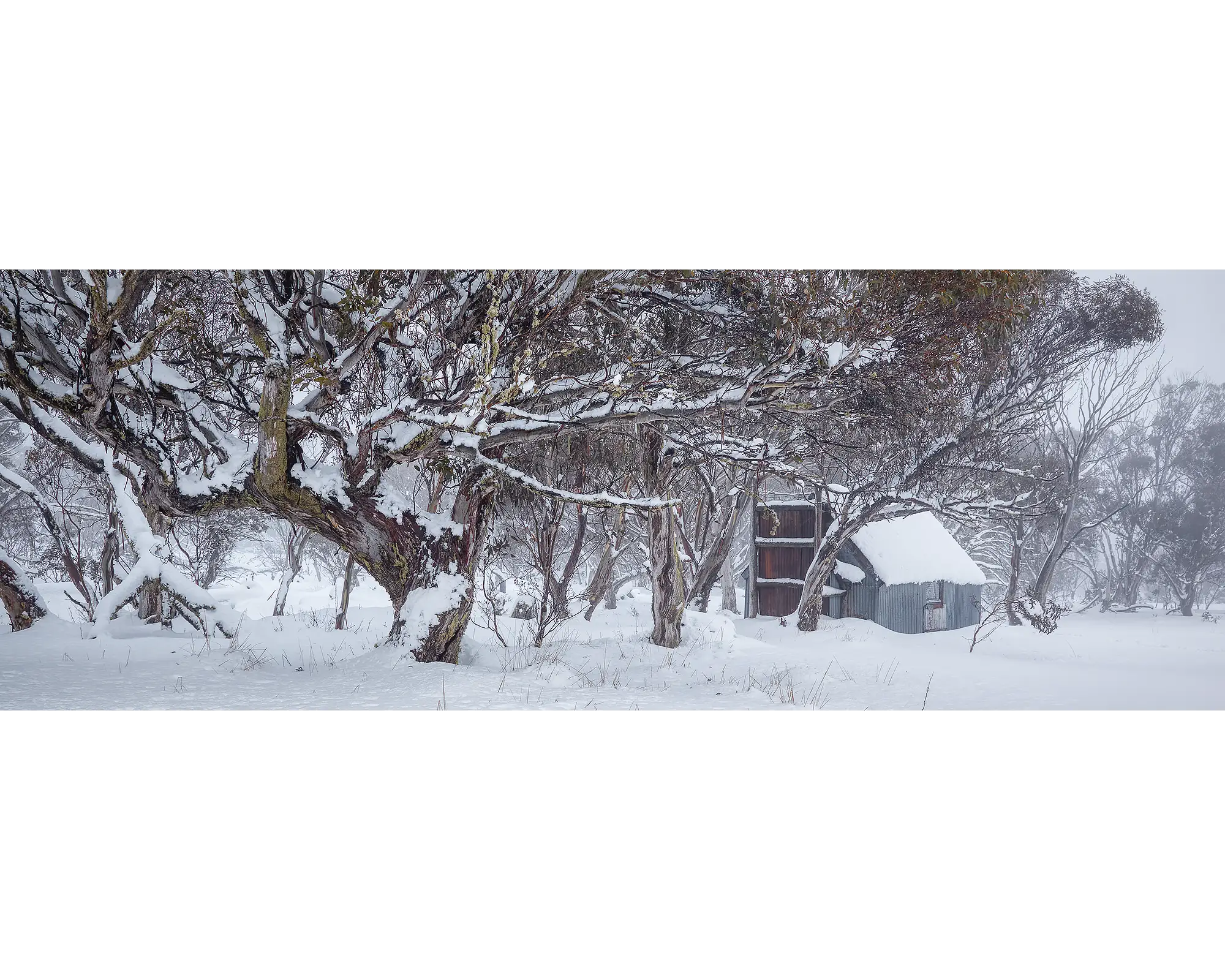 Winter in the High Country. Snow gums around CRB hut in winter.