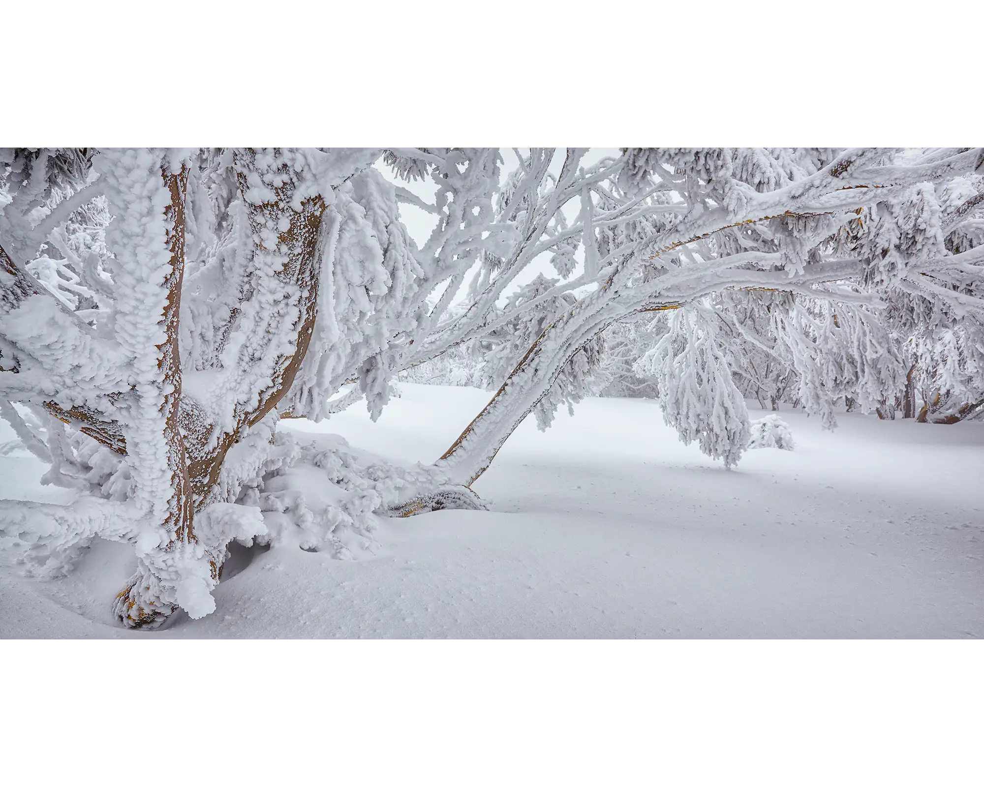 Snow gums with branches overhanging heavy with snow, Alpine National Park, Victoria. 