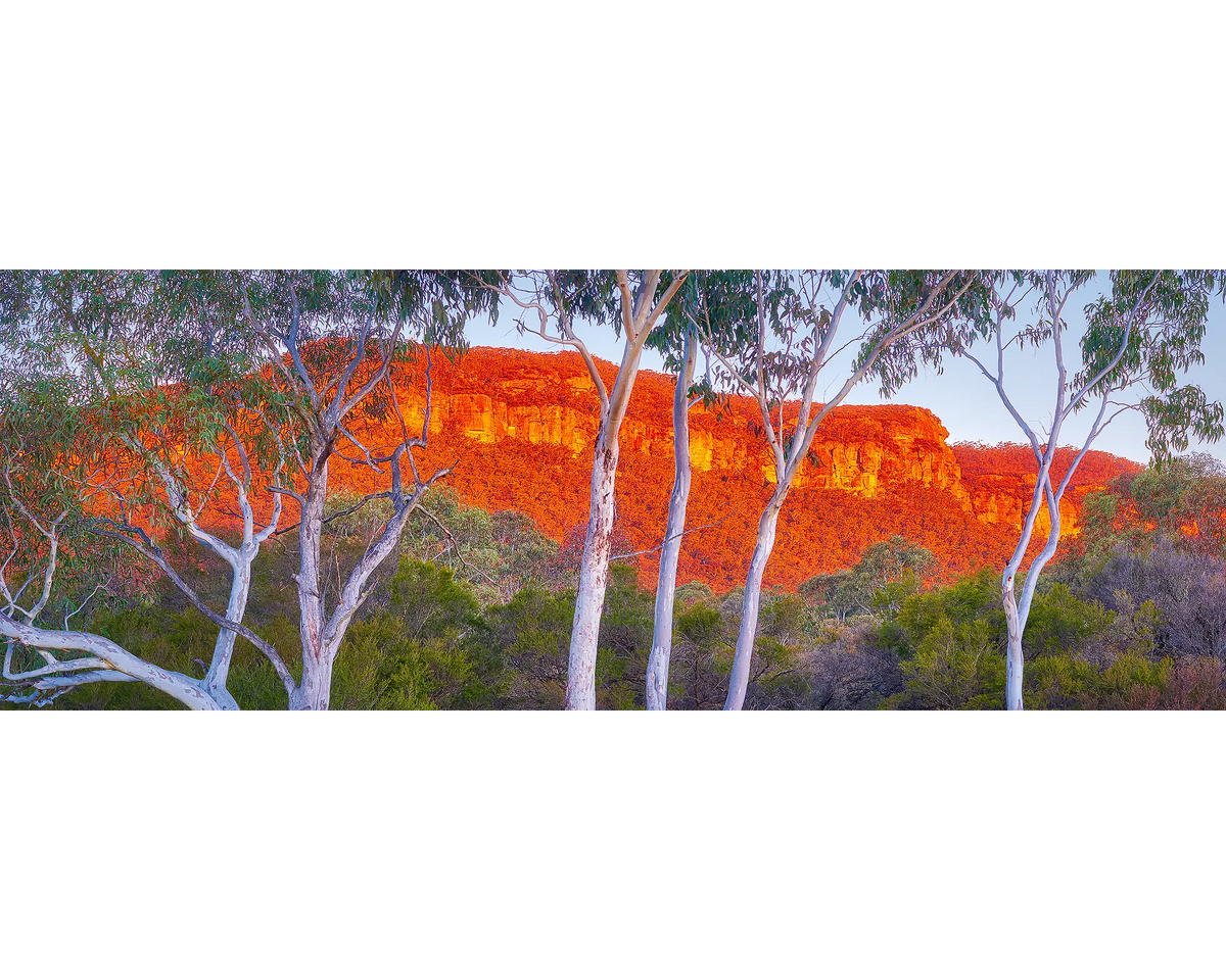 Gum trees at sunset with cliffs in the background, Blue Mountains, NSW. 