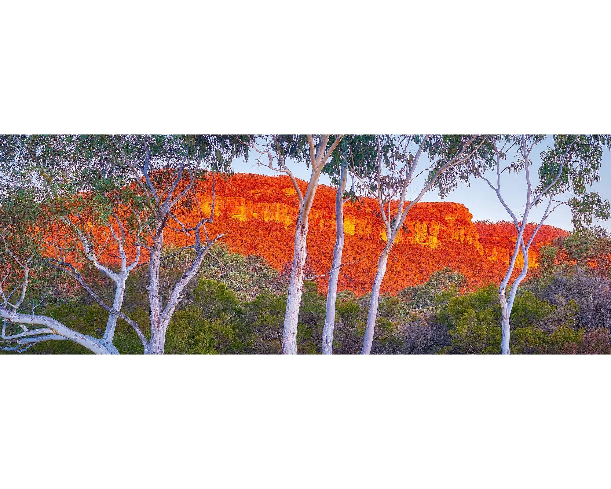 Gum trees at sunset with cliffs in the background, Blue Mountains, NSW. 